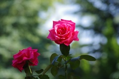 秋薔薇