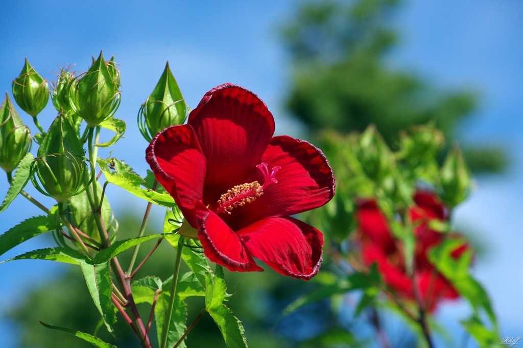 タイタンビカスの花
