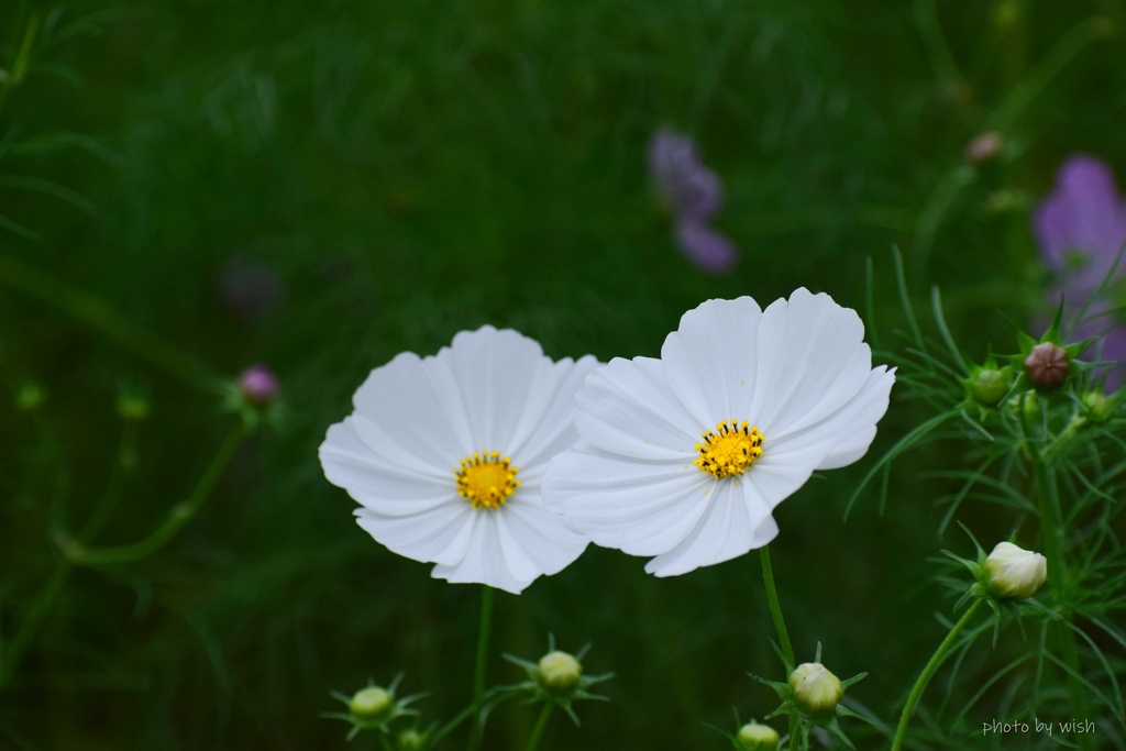 Twin White　
