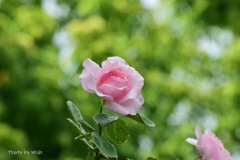 雨上がりの薔薇