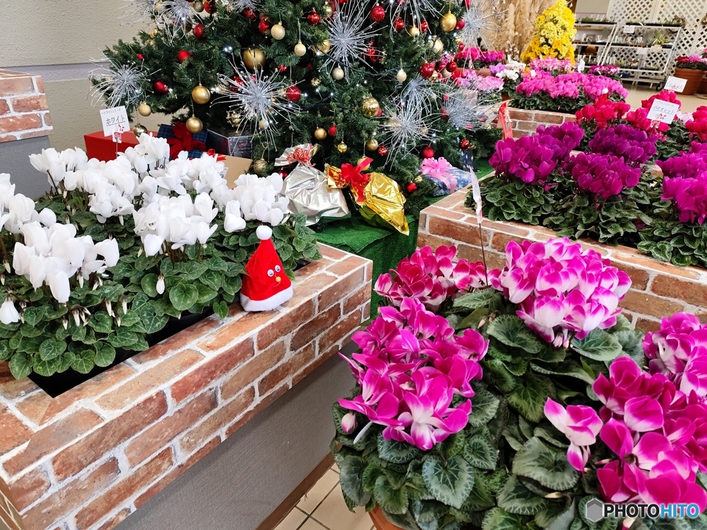 クリスマスツリーとシクラメン