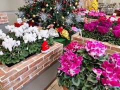 クリスマスツリーとシクラメン