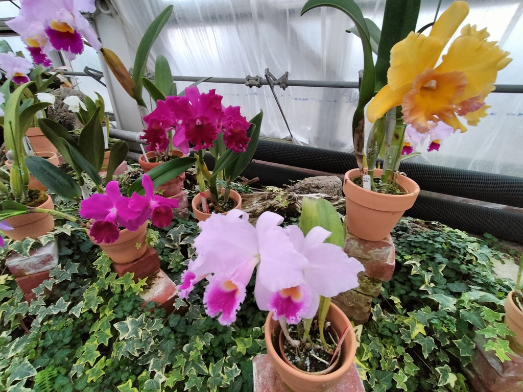 ランの花々