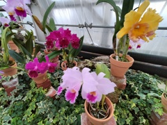 ランの花々