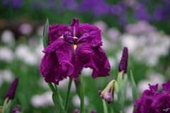 雨の花菖蒲園