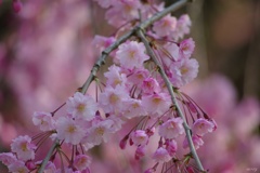 しだれ桜