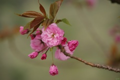 八重桜～２０１２年４月～