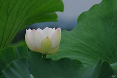 開花