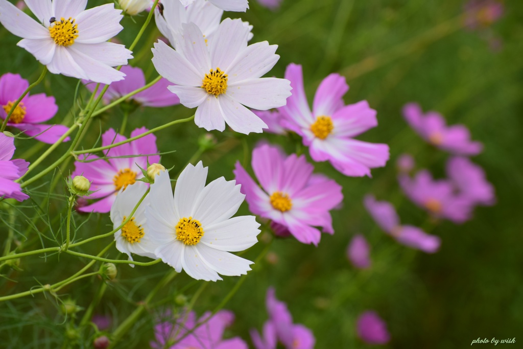 秋桜