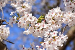 五箇山の満開桜