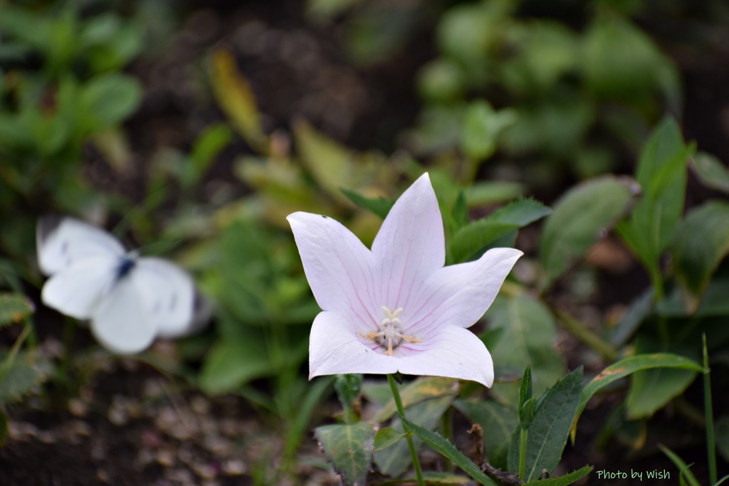 蝶よ花よ