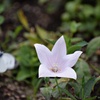 蝶よ花よ