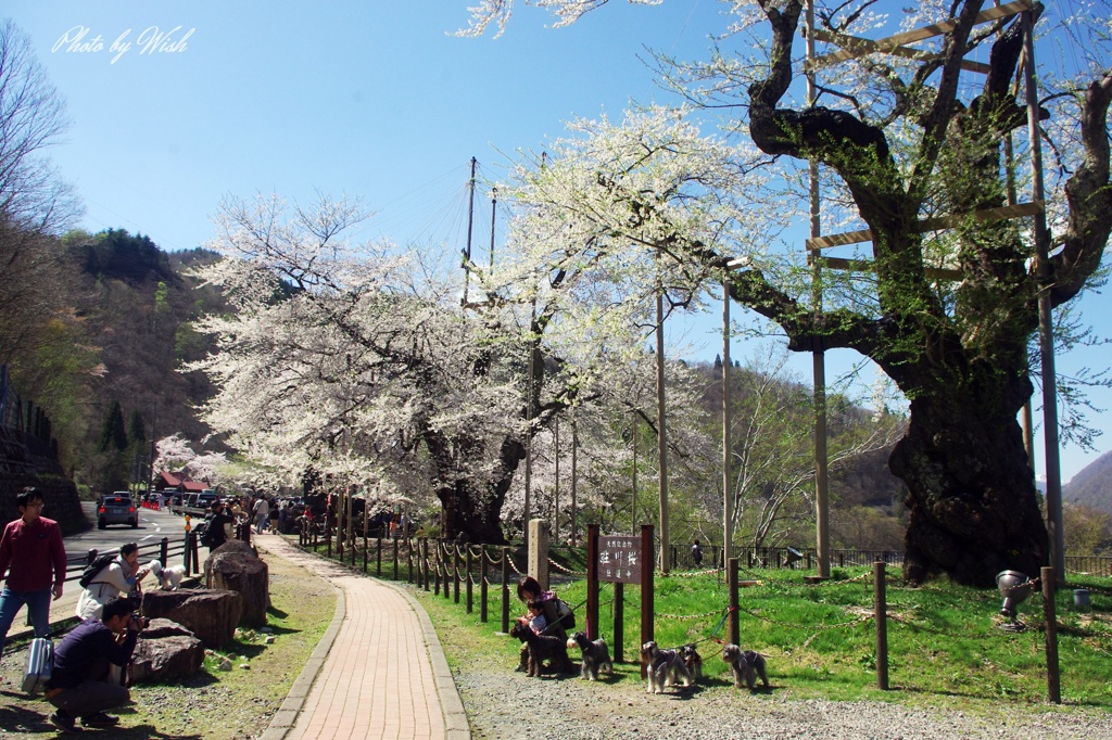 荘川桜：記念撮影