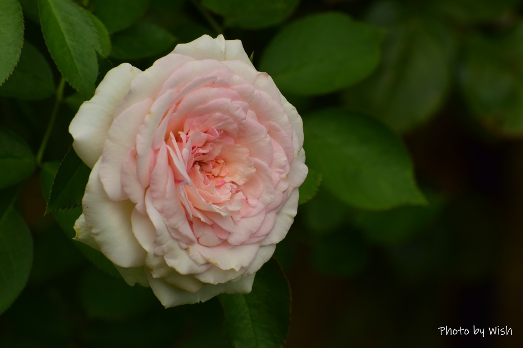 7月の薔薇