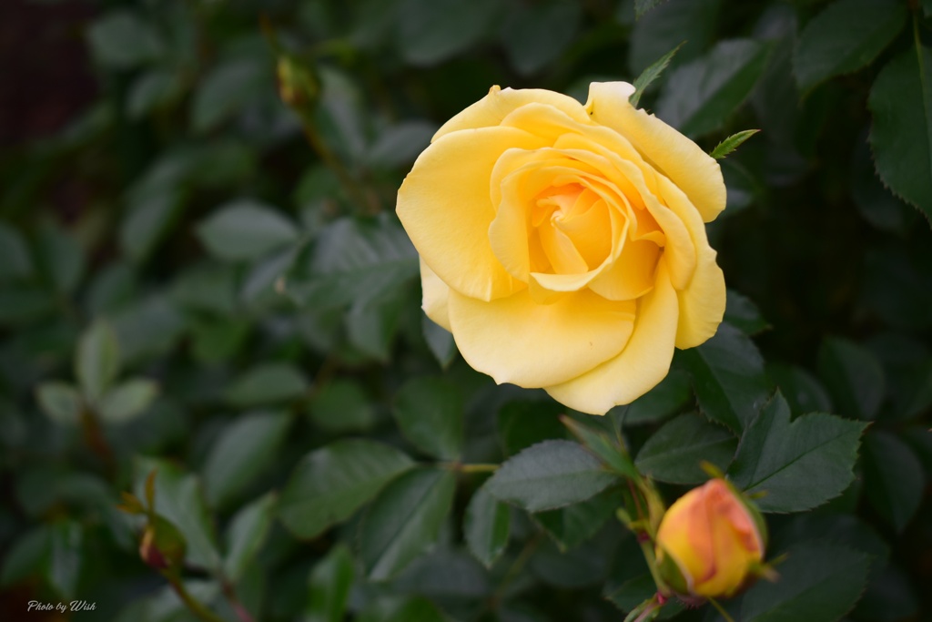 11月の秋薔薇