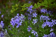 草花