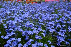 blue