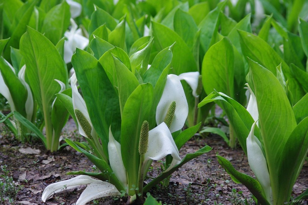 水芭蕉