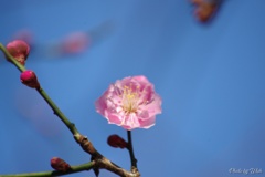 紅梅