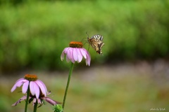 花蜜に夢中