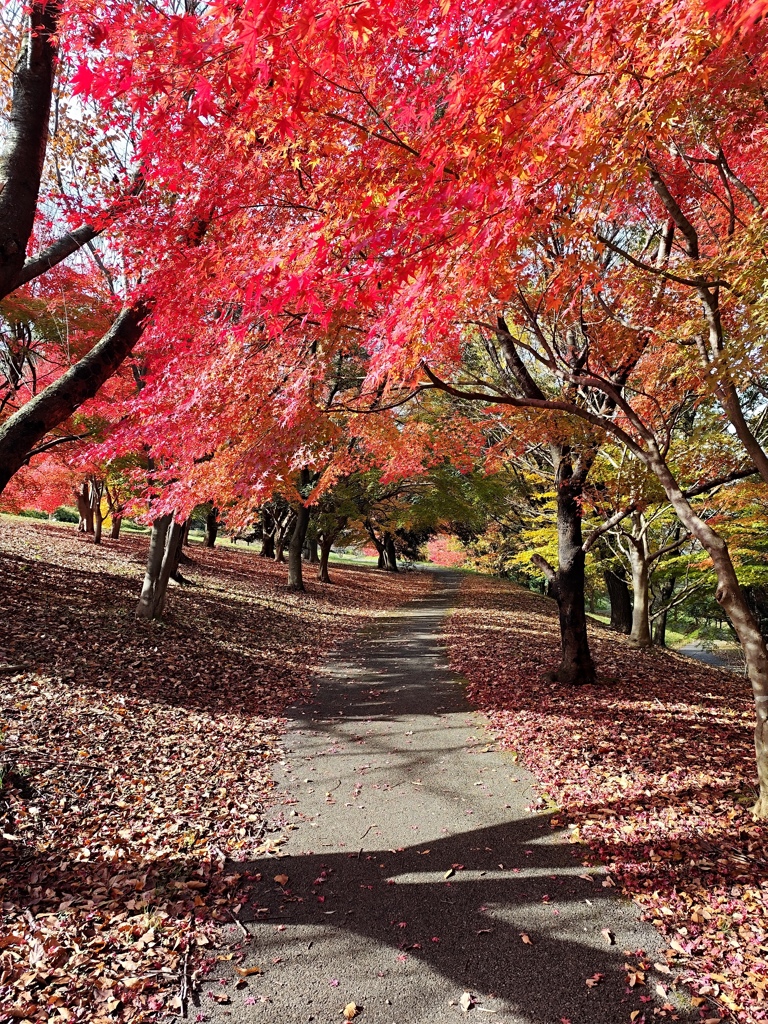 紅葉散策