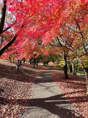 紅葉散策