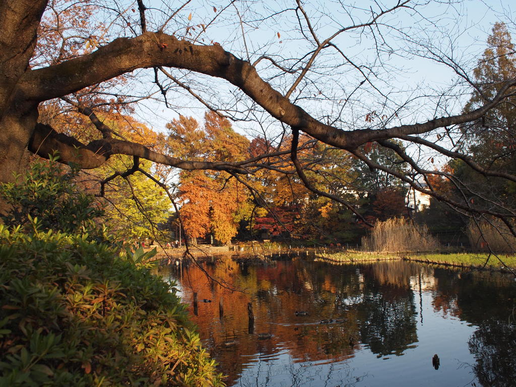 午後の善福寺池