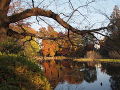 午後の善福寺池