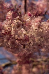 桜実験2025－１