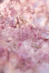 桜実験2025‐４