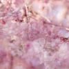 桜実験2025‐４