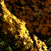 DSCF6687