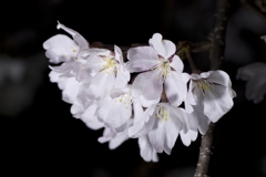 夜桜１