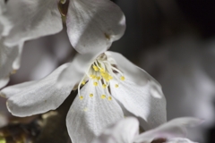 夜桜５