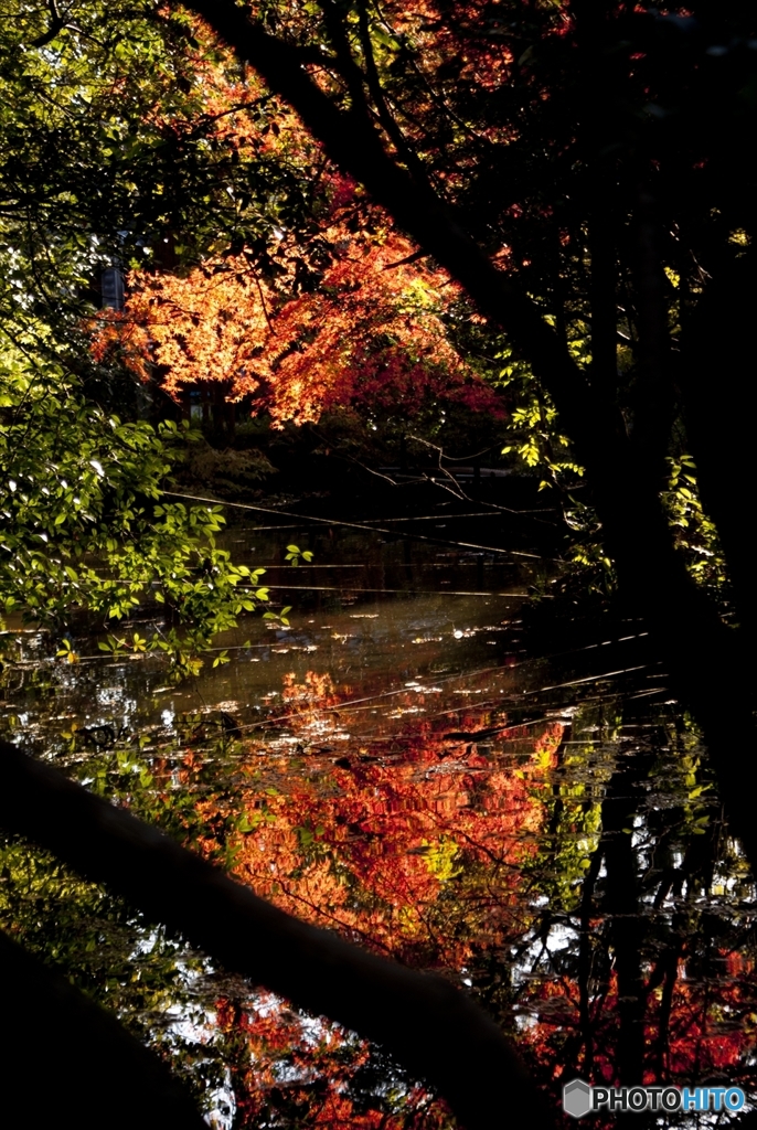 紅葉5