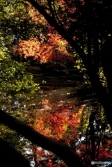 紅葉5
