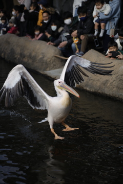 ペリカンな儂は舞い降りた