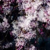 桜実験2025‐６