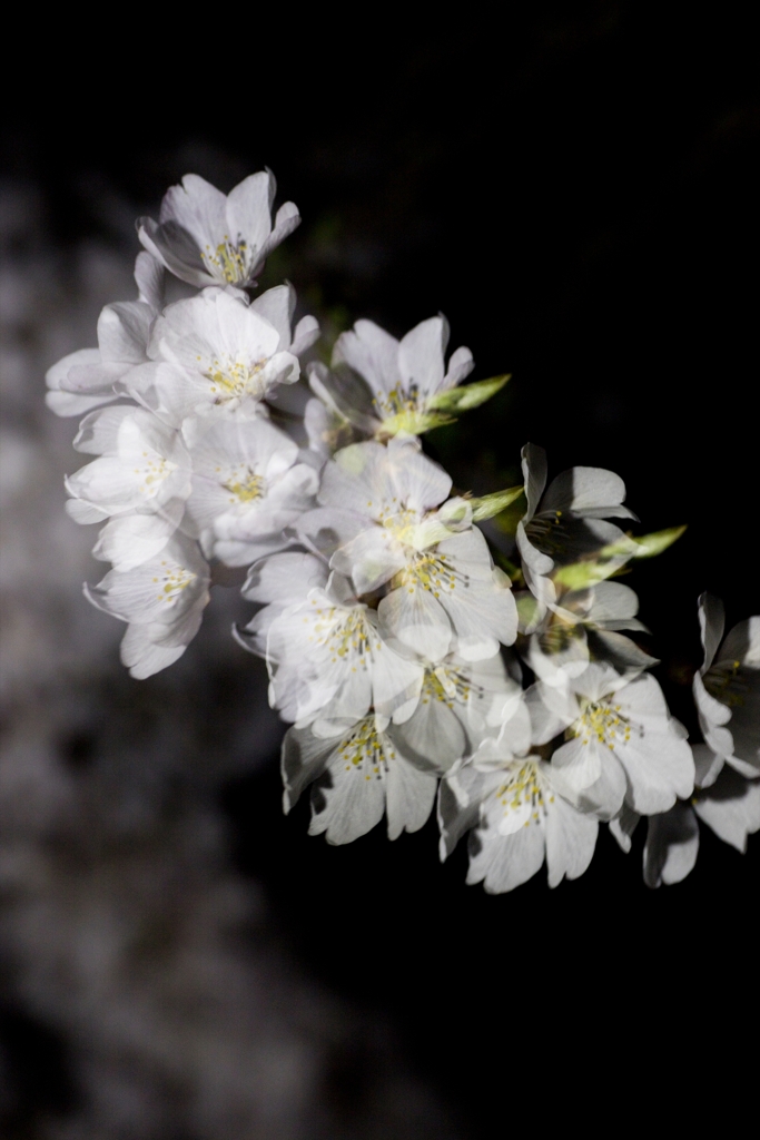 夜桜６
