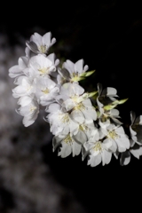 夜桜６