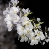 夜桜６