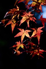 紅葉２