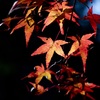 紅葉２