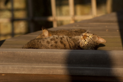 猫004