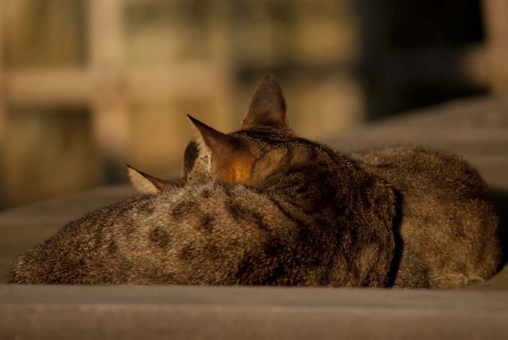 猫005