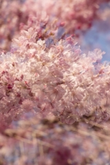 桜実験2025‐２