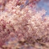 桜実験2025‐２