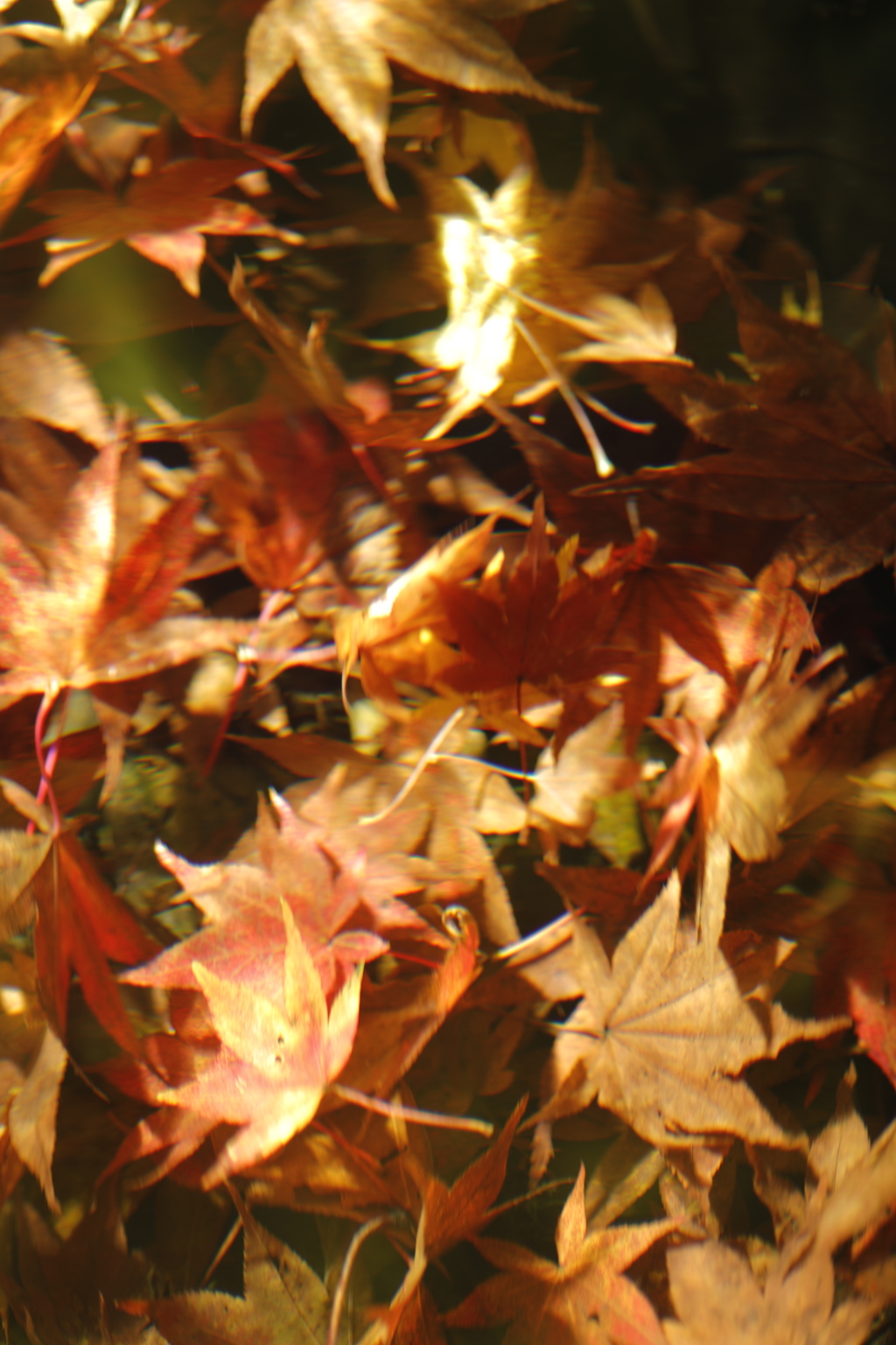 落葉ファンタジー