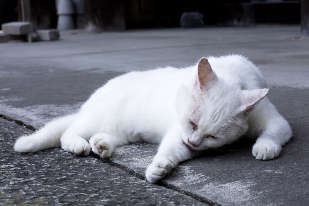 猫１