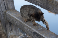 エア猫パンチ